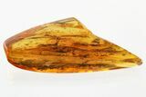 Detailed Fossil Dagger Fly (Empididae) In Baltic Amber #372557-1